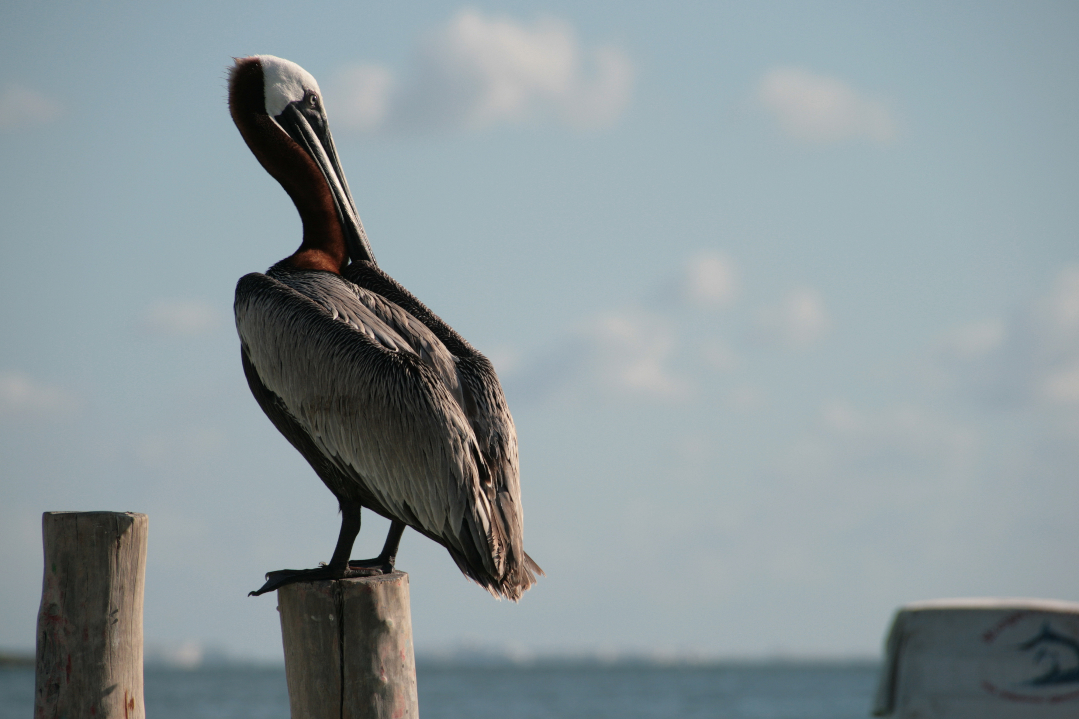 Los Pelícanos son las aves más famosas de la zona. Abundan en pueblos pesqueros, embarcaderos y puertos.
