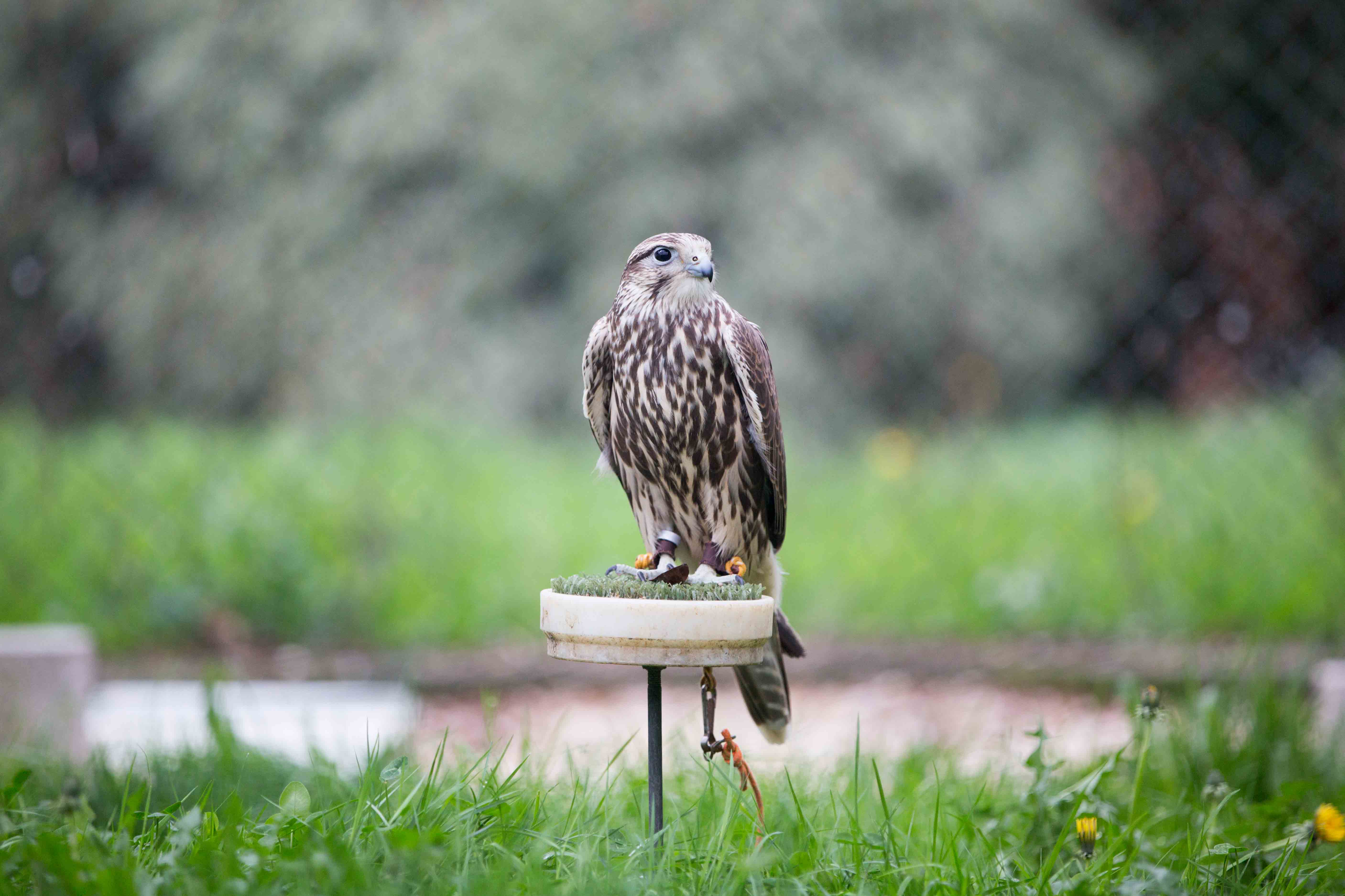 El centro acoge a 50 halcones de especies diferentes: Peregrinos, Geritafes, Sacres, Lanarios e híbridos.