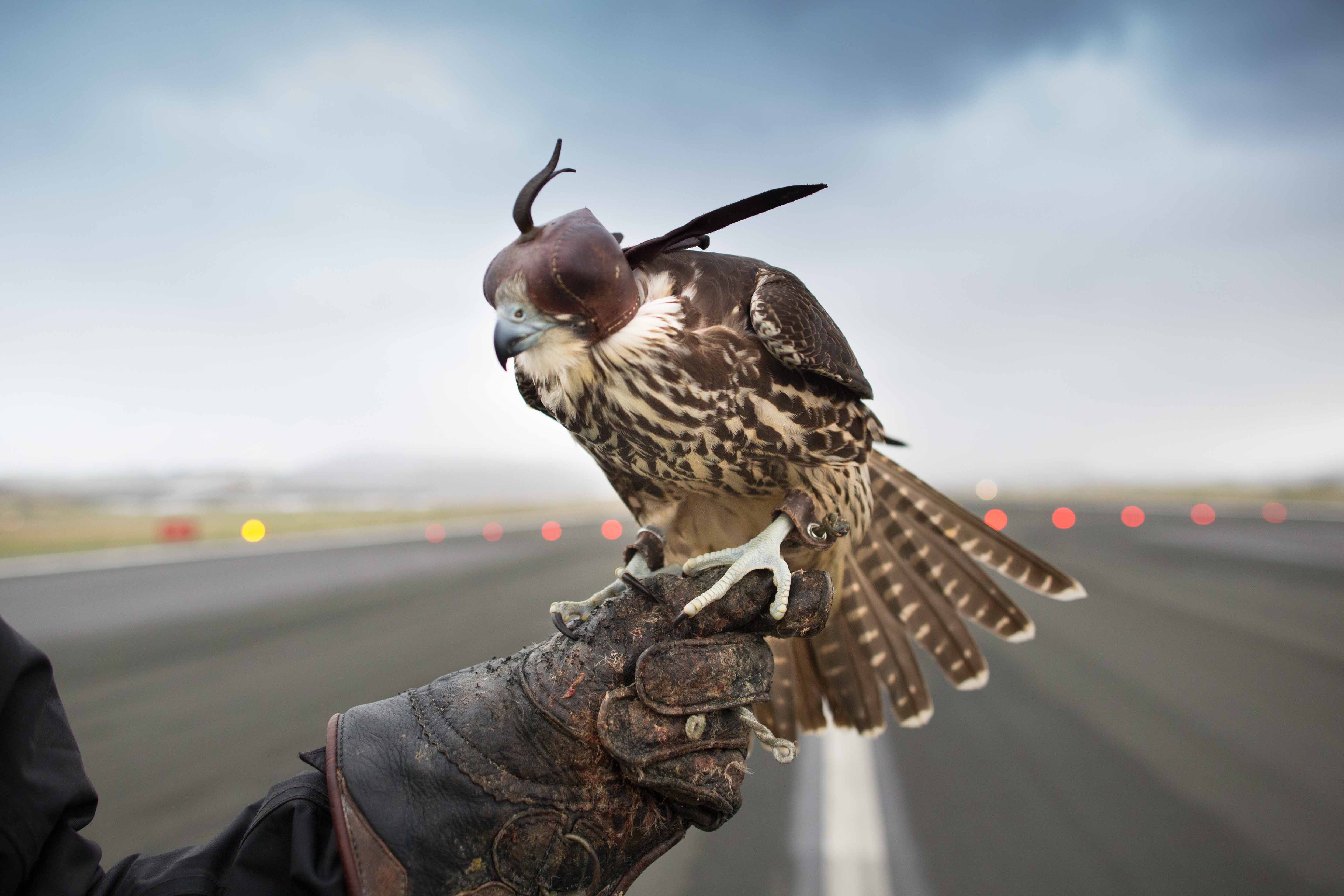 Hasta unos segundos previos al vuelo, la vista del halcón permanece anulada para mantener tranquilo al animal.