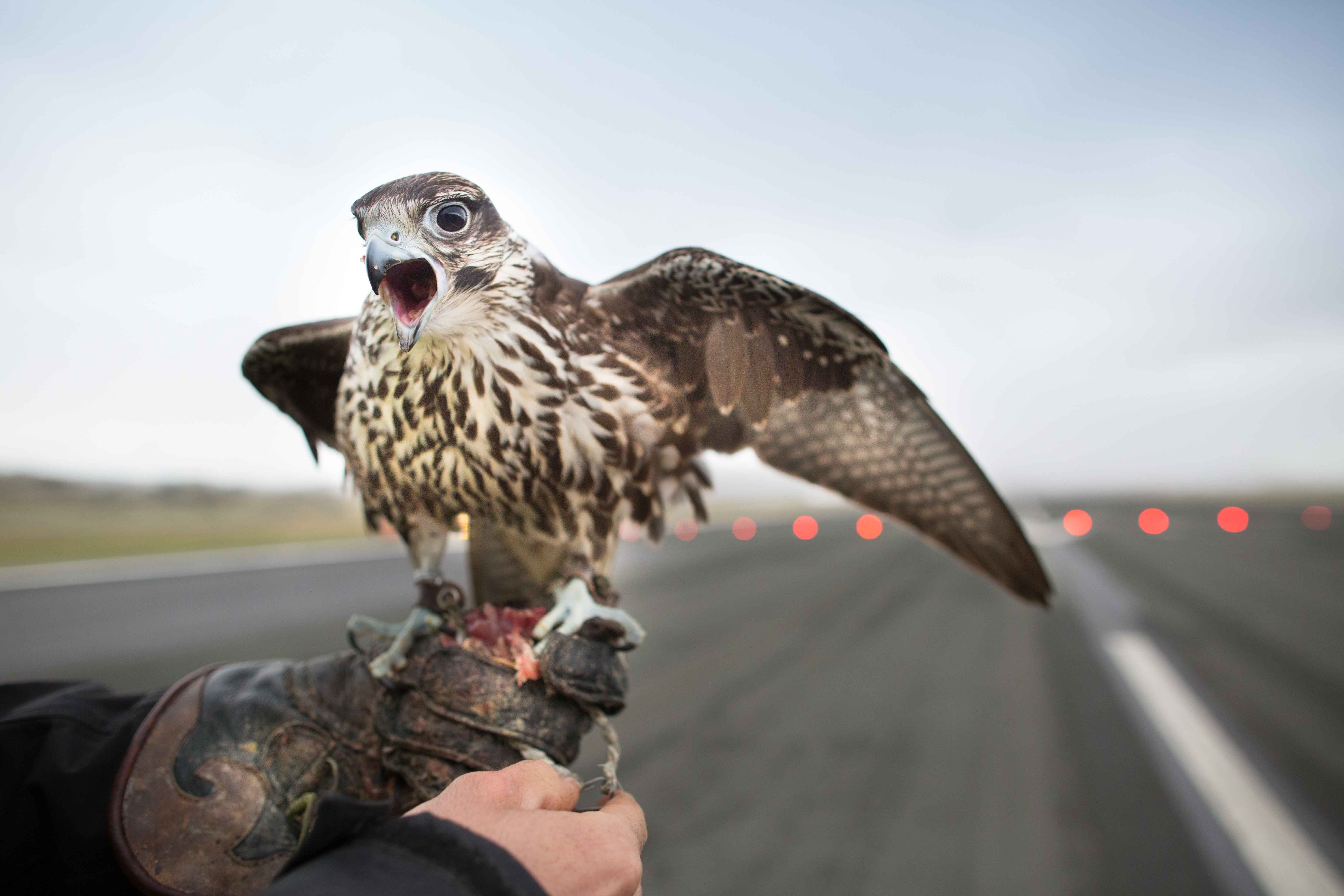 Los vuelos más comunes son los de marcaje. Los halcones vuelan a 300-600 durante una hora, dependiendo de la temperatura.