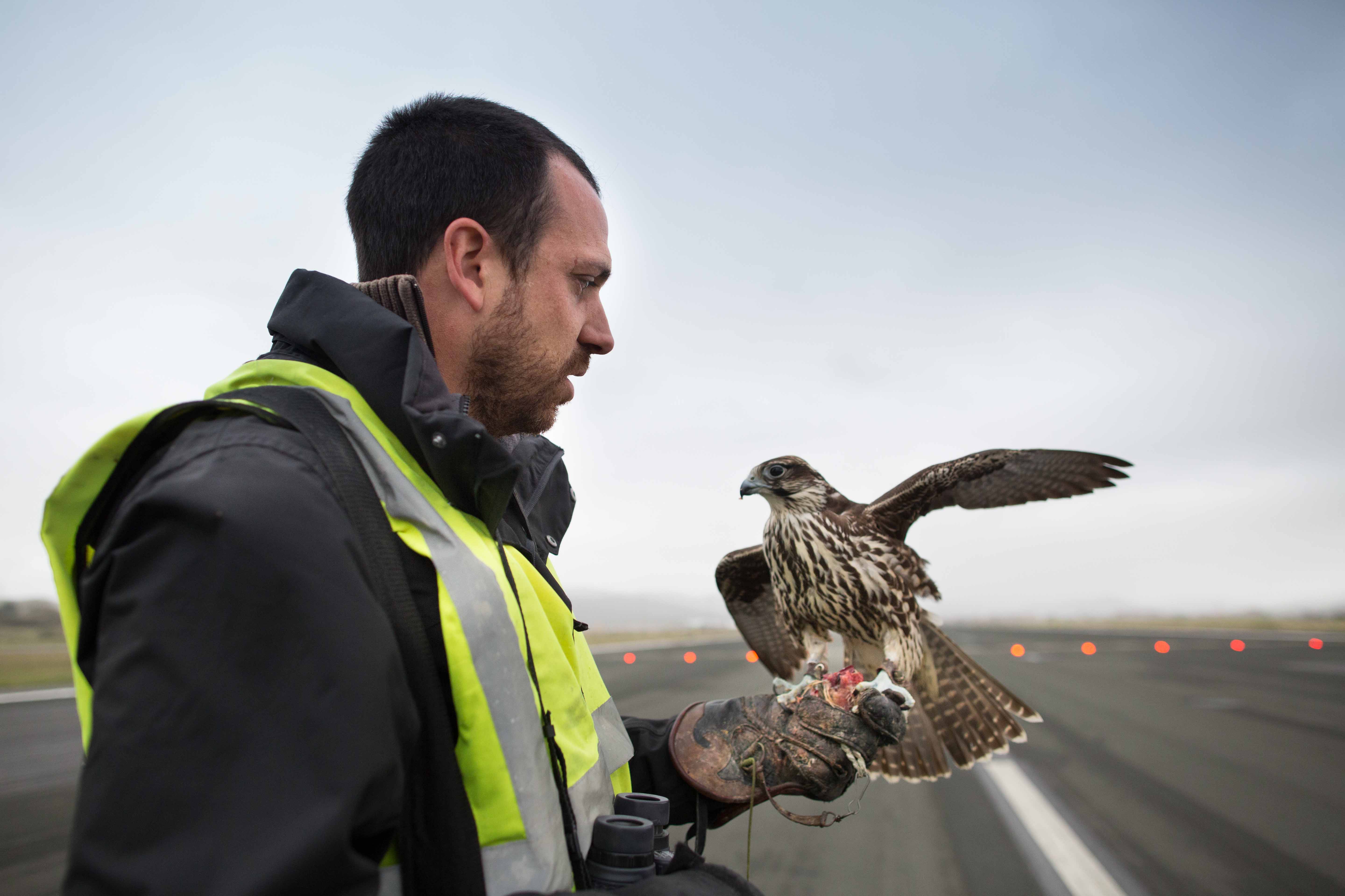 Si la meteorología lo permite, los halcones realizan entre 10 y 15 vuelos diarios.
