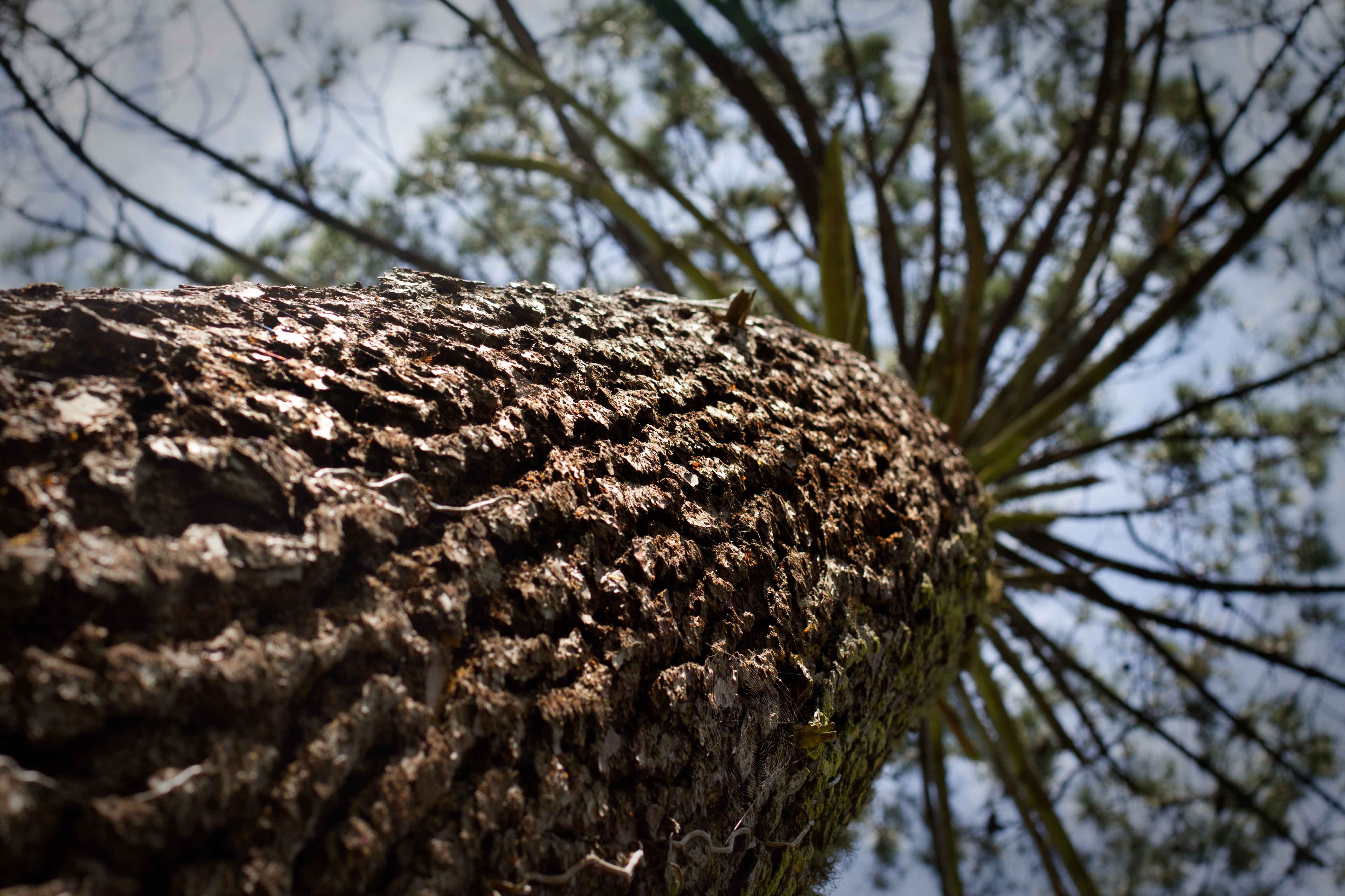 Pinus Pinaster: es el árbol más valioso de Las Landas. Su resina es bien apreciada por los franceses.