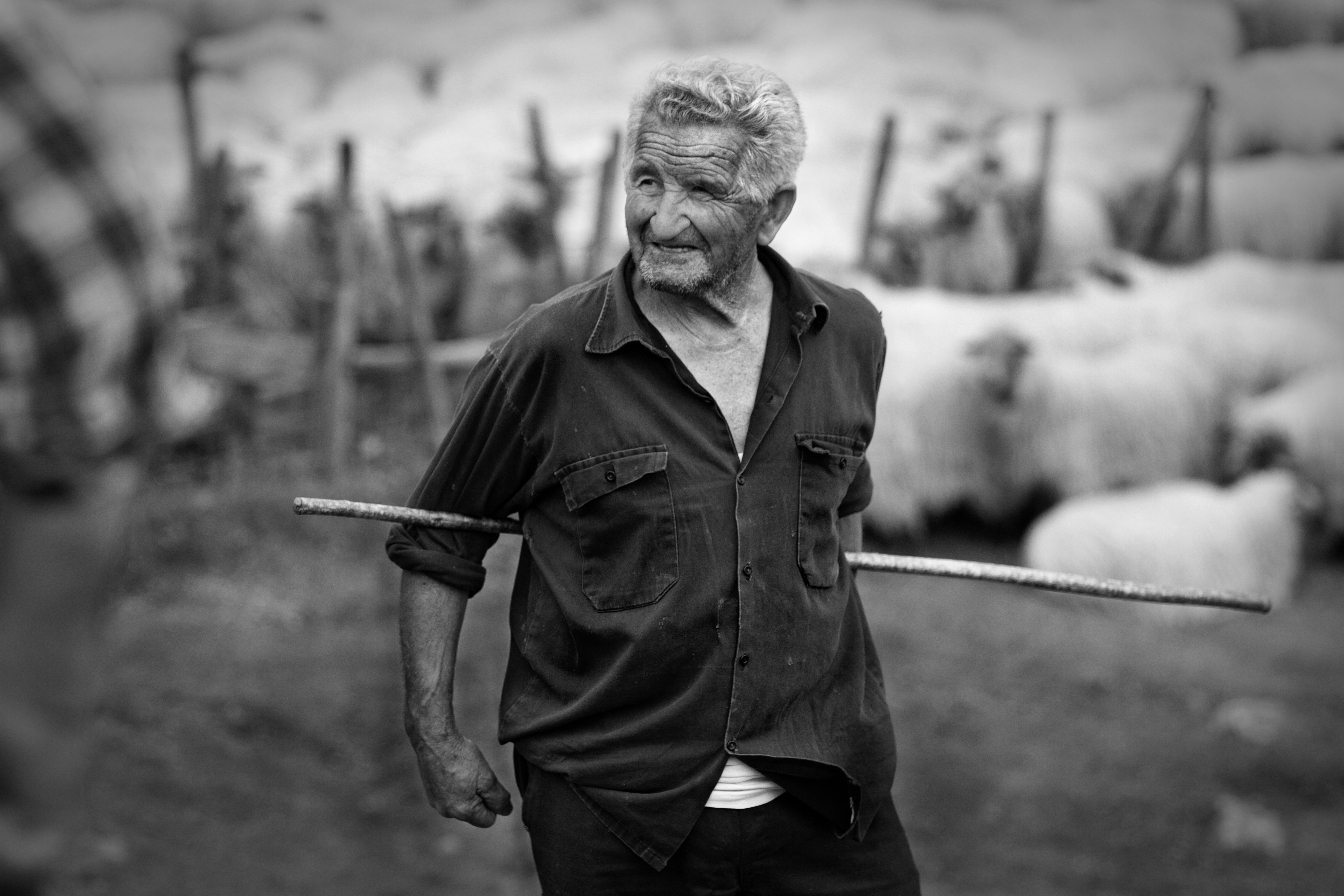 Al pie del cañón: a sus 78 años, Luis Larrea no se jubila. Produce leche de sus 200 ovejas y la vende a fábricas de Aguráin (Álava).