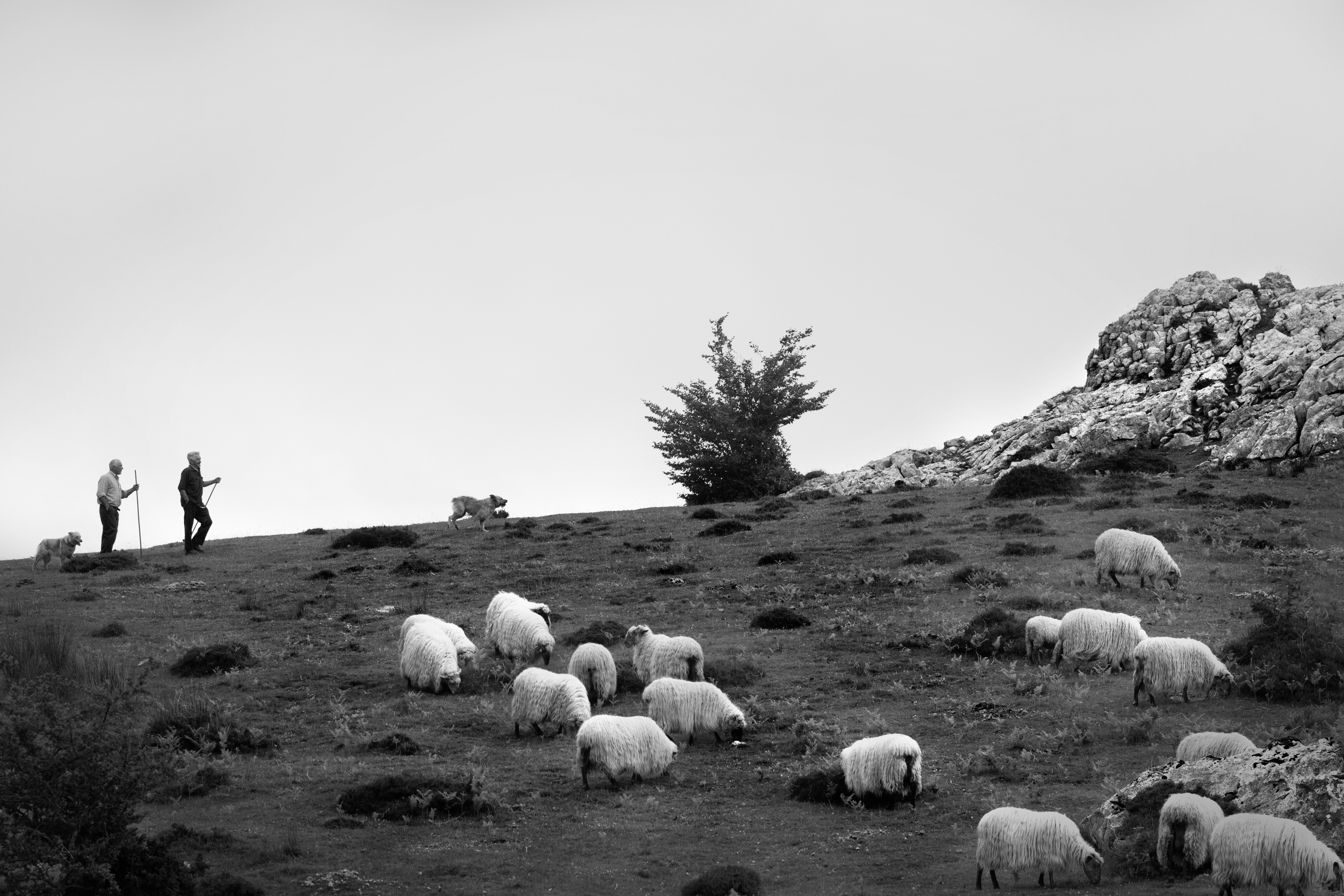 La rutina de siempre: los dos Larreas cuidan de su rebaño con la ayuda de sus perros pastores en lo alto de Austigarbi (Gorbeia).