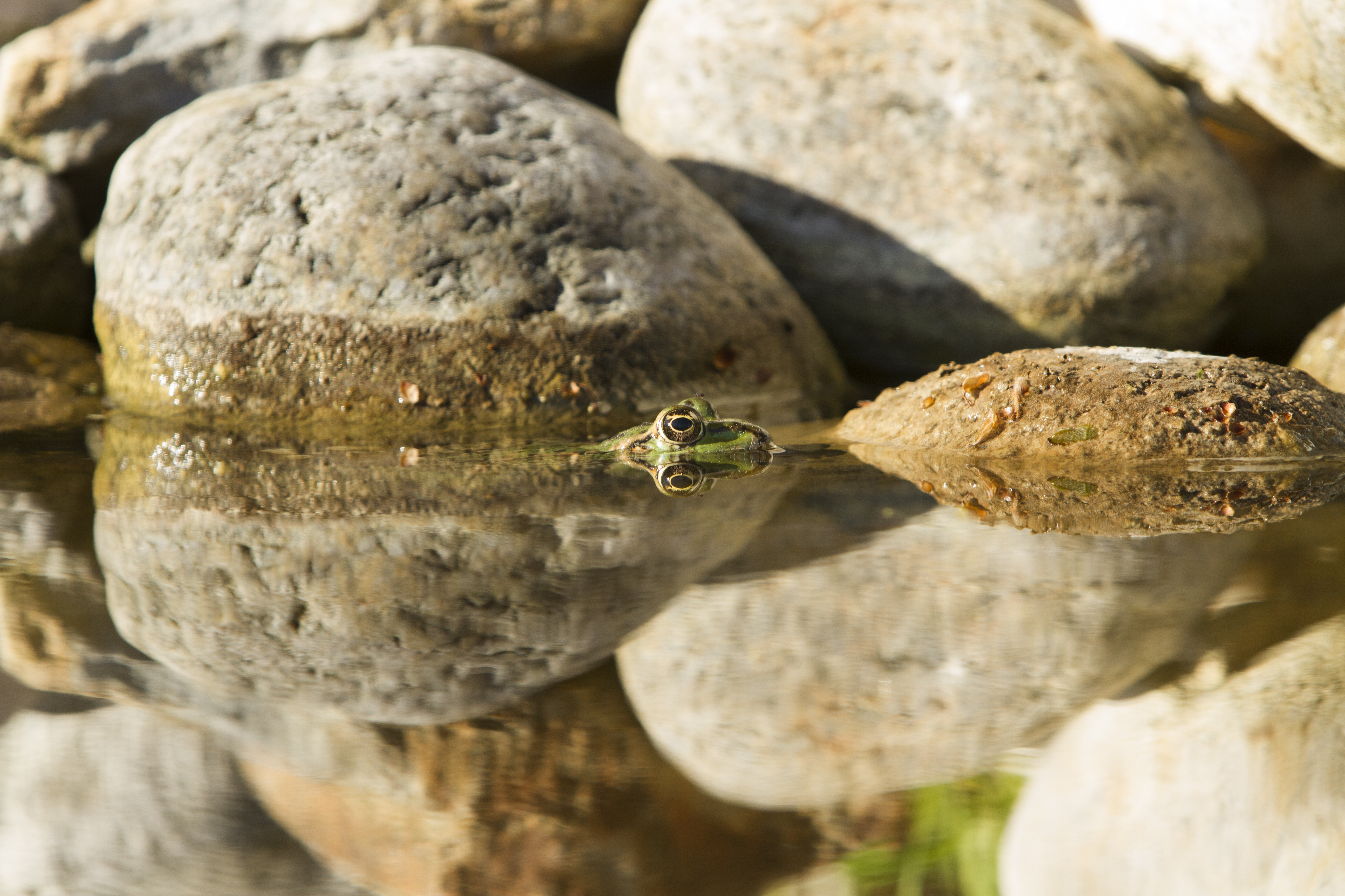 Intrusos: las ranas encabezan la lista en la fauna de Gascogne.