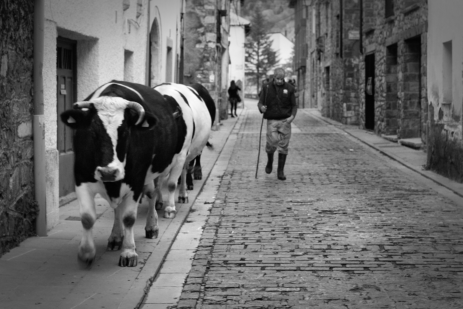 Vacas educadas: una manada de vacas recorre las aceras de Canfranc (Huesca) seguidas de su dueño.
